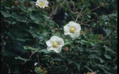 Hibiscus taiwanensis 山芙蓉