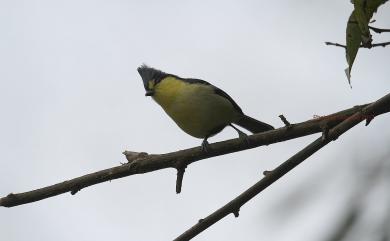 Machlolophus holsti (Seebohm, 1894) 黃山雀