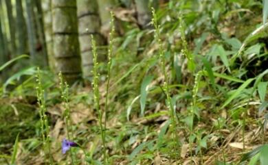 Peristylus lacertifer var. lacertifer (Lindl.) J.J. Sm. 裂唇闊蕊蘭