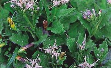Saussurea glandulosa Kitam. 高山青木香