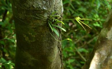 Bulbophyllum flaviflorum 黃花捲瓣蘭