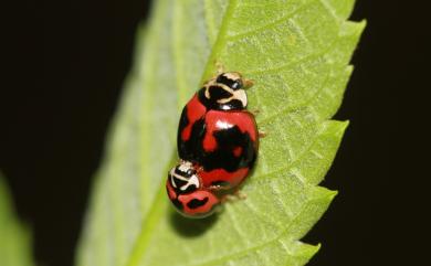 Cheilomenes sexmaculata (Fabricius, 1781) 六斑月瓢蟲