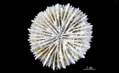 Fungiacyathus paliferus (Alcock, 1902) 巴利蕈杯珊瑚