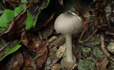 Volvariella 小包脚菇屬