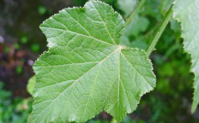 Rubus alceifolius 粗葉懸鉤子