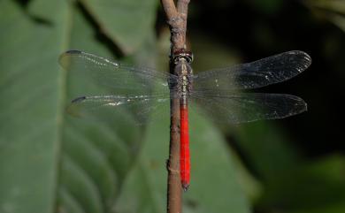 Lathrecista asiatica asiatica 海神蜻蜓