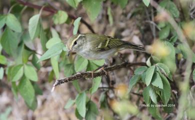 Phylloscopus inornatus (Blyth, 1842) 黃眉柳鶯