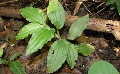 Crepidium bancanoides (Ames) Szlach. 蘭嶼小柱蘭