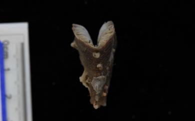 Truncatoflabellum aculeatum (Milne Edwards & Haime, 1848) 針刺截扇珊瑚