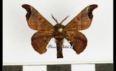 Bombyx mandarina formosana (Matsumura, 1927) 野家蠶