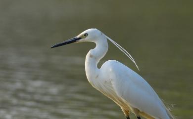 Egretta garzetta (Linnaeus, 1766) 小白鷺