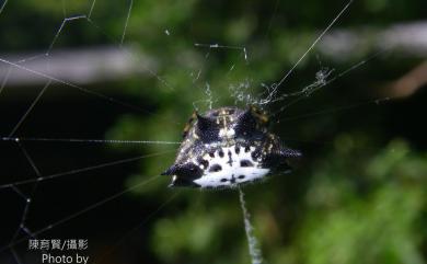 Gasteracantha kuhli C. L. Koch, 1837 古氏棘蛛