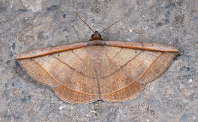 Entomogramma fautrix Guenée, 1852 瞇木裳蛾