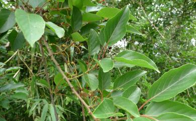 Actinidia rufa 腺齒獼猴桃