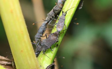 Hygia pedestris Blöte, 1936 寬腹黑緣椿象