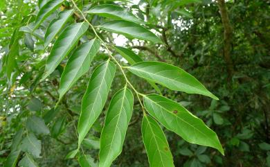 Glochidion zeylanicum var. lanceolatum 披針葉饅頭果