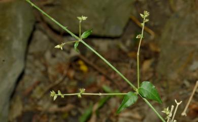 Pupalia micrantha Hauman 小花鉤牛膝