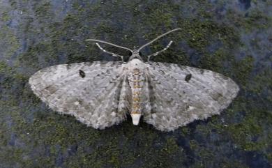 Eupithecia assulata Bastelberger, 1911