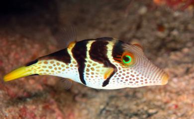 Canthigaster valentini (Bleeker, 1853) 瓦氏尖鼻魨