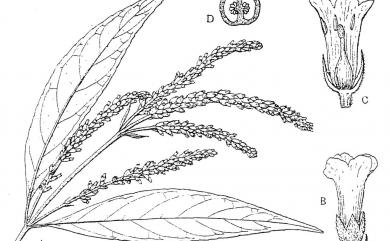 Buddleja asiatica Lour. 揚波