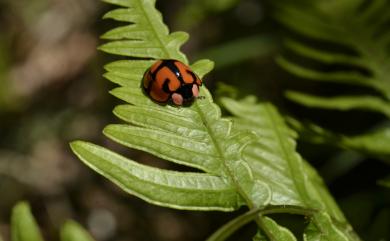 Aiolocaria hexaspilota (Hope, 1831) 大龜紋瓢蟲