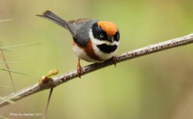 Aegithalos concinnus (Gould, 1855) 紅頭山雀