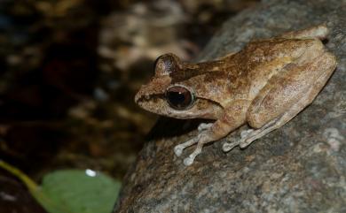 Buergeria robusta (Boulenger, 1909) 褐樹蛙