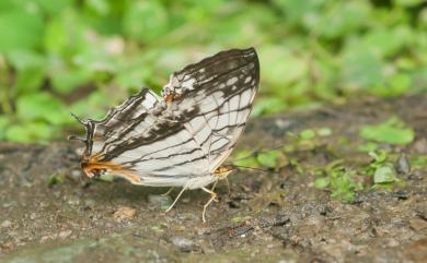 Cyrestis thyodamas formosana Fruhstorfer, 1898 網絲蛺蝶