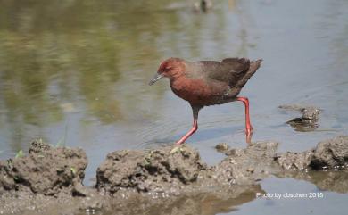 Zapornia fusca erythrothorax 緋秧雞