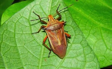 Andrallus spinidens (Febricus, 1787) 黃邊椿象