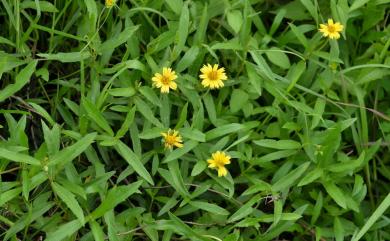Sphagneticola calendulacea 蟛蜞菊