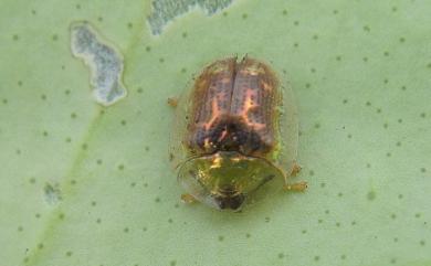 Cassida obtusata Boheman, 1854 小褐龜金花蟲