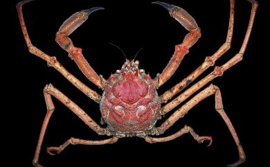 Paromola macrochira Sakai, 1961 巨螯擬人面蟹