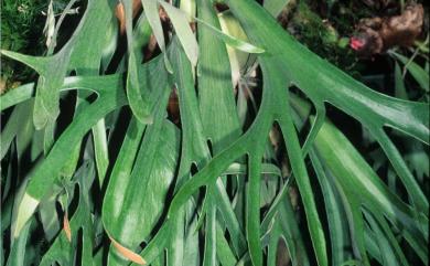Platycerium bifurcatum (Cav.) C.Chr. 二叉鹿角蕨