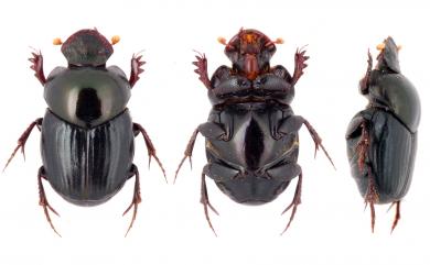 Onthophagus formosanus Gillet 蓬萊嗡蜣螂