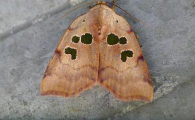 Xenochroa trimacula (Strand, 1920)