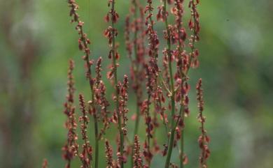 Rumex acetosa L. 酸模