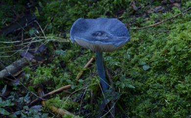 Rhodophyllus cyanoniger 藍黑赤褶菇