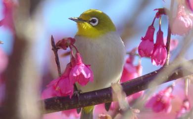 Zosterops japonicus Temminck & Schlegel, 1847 日菲繡眼