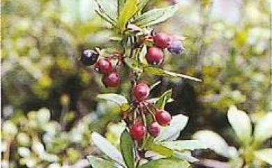 Berberis tarokoensis S.Y.Lu & Yuen P.Yang 太魯閣小檗