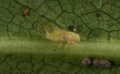 Cacopsylla tobirae (Miyatake, 1964)