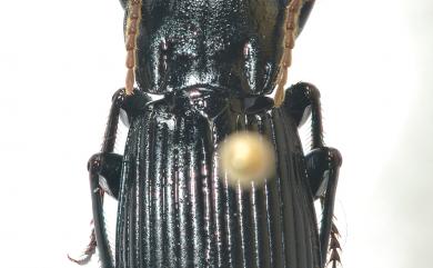 Pterostichus distinctissimus Jedlicka, 1940