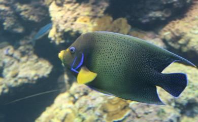 Pomacanthus semicirculatus (Cuvier, 1831) 疊波蓋刺魚