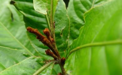 Helicia formosana Hemsl. 山龍眼