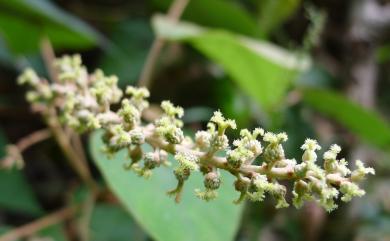 Mallotus paniculatus var. paniculatus 白匏子