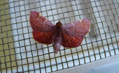 Herculia pelasgalis (Walker, 1859) 赤雙紋螟