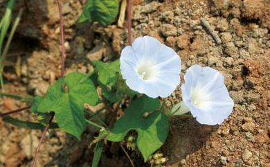 Ipomoea indica 銳葉牽牛