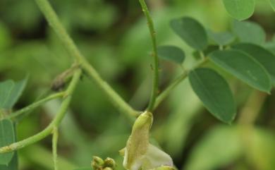 Indigofera galegoides DC. 假大青藍