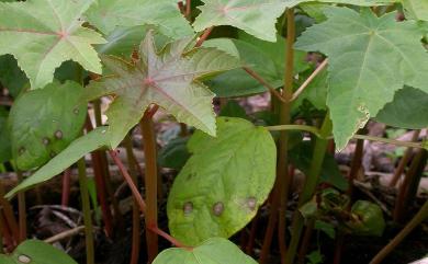 Cercospora 尾孢菌屬