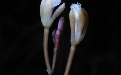 Lecanorchis multiflora var. multiflora 三裂皿蘭